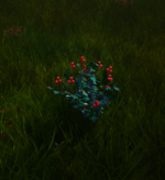 Rosehip.png