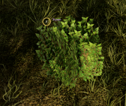 Thyme.png