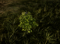 Parsley.png