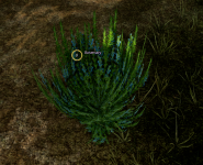 Rosemary.png