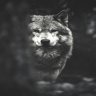 XignCode